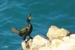 Cormoran huppé - Phalacrocorax aristotelis _ mâle