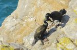 Cormorans huppé - Phalacrocorax aristotelis _ couple
