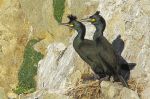 Cormorans huppé - Phalacrocorax aristotelis