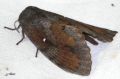 Dendrolimus pini - Le Bombyx du pin _ Lasiocampidae
