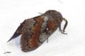 Dendrolimus pini - Le Bombyx du pin _ mâle_Lasiocampidae