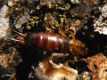 Dermaptera_Forficulidae - Forficula auricularia_femelle