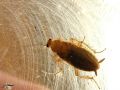 Dictyoptera_Blattellidae - Ectobius sp ( pallidus)