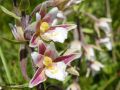 Epipactis des marais - Epipactis palustris