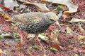 Etourneau sansonnet - Sturnus vulgaris