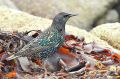 Etourneau sansonnet - Sturnus vulgaris _.JPG