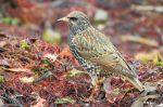 Etourneau sansonnet - Sturnus vulgaris _ femelle