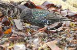 Etourneau sansonnet - Sturnus vulgaris _ inter.JPG