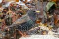 Etourneau sansonnet - Sturnus vulgaris _ mâle nuptial