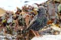 Etourneau sansonnet ( Starling ) - Sturnus vulgaris