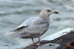 Goéland à ailes blanches - Larus glaucoïdes