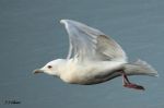 Goéland à ailes blanches - Larus glaucoides_3ème H