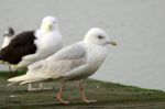 Goéland à ailes blanches - Larus glaucoides_3ème Hiver