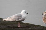 Goéland à ailes blanches - Larus glaucoides _