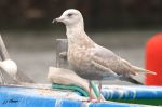 Goéland à ailes blanches - Larus glaucoides .