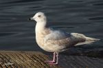 Goéland à ailes blanches - Larus glaucoides (Kumlieni) 2ème H