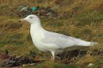 Goéland bourgmestre - Larus hyperboreus