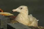 Goéland bourgmestre - Larus hyperboreus _ 1er hiver 