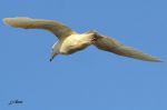 Goéland bourgmestre - Larus hyperborus