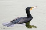 Grand cormoran - Phalacrocorax carbo
