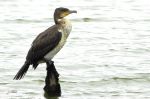 Grand cormoran - Phalacrocorax carbo _1er hiver.JPG