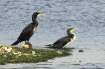 Grand cormoran - Phalacrocorax sp