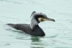 Grand cormoran - Phalacrocorax carbo _  nuptial _.JPG