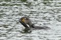 Grand cormoran _ je ne vais pas la lâcher celle là.JPG