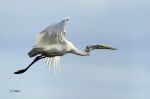 Grande aigrette - Casmerodius albius.JPG