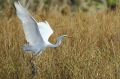Grande aigrette - Casmerodius albius .JPG