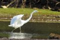 Grande aigrette - Cosmerodius albus 