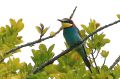 Guêpier d‘Europe - Merops apiaster