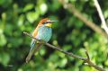 Guêpier d‘Europe - Merops apiaster _ adulte.JPG