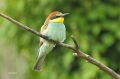 Guêpiers d‘Europe - Merops apiaster _ juvénile.JPG