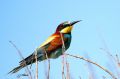 Guêpier d‘Europe - Merops apiaster