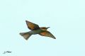 Guêpier d‘Europe - Merops apiaster_ juv