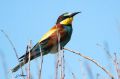 Guêpier d‘Europe (Bee-Eater) - Merops apiaster