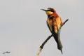 Guêpier d‘Europe ( Bee-Eater ) - Merops apiaster