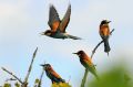 Guêpiers d‘Europe - Merops apiaster