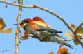 Guêpiers d‘Europe - Merops apiaster _ 