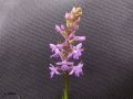 Gymnadenia conopsea _ Orchis moucheron