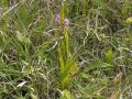 Gymnadenia conopsea _ Orchis moucheron _ pied