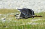 Héron cendré - Ardea cinerea