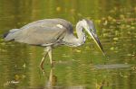 Héron cendré - Ardea cinerea 