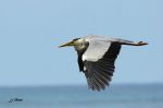 Héron cendré - Ardea cinerea