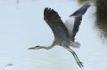 Héron cendré - Ardea cinerea _ fuite.JPG