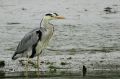 Héron cendré - Ardea cinerea _ nicheur.JPG