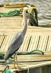 Héron cendré - Ardea cinerea _ nuptial_