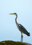 Héron cendré (Grey heron) - Ardea cinerea