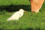 Héron gardebœuf - Bubulcus ibis _.JPG